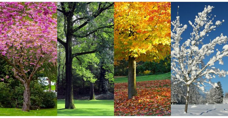 four trees in four different seasons