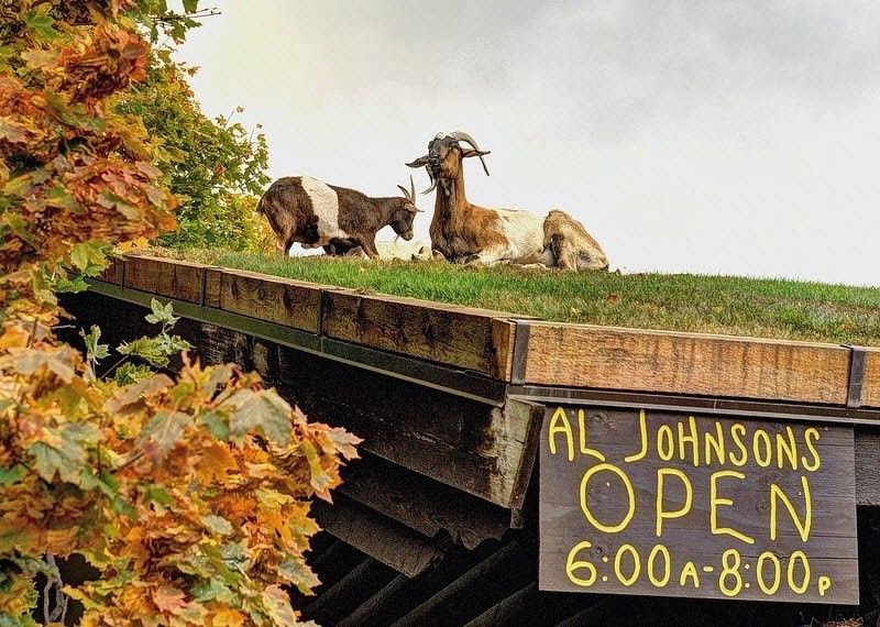 Al Johnson's Swedish Restaurant Roof